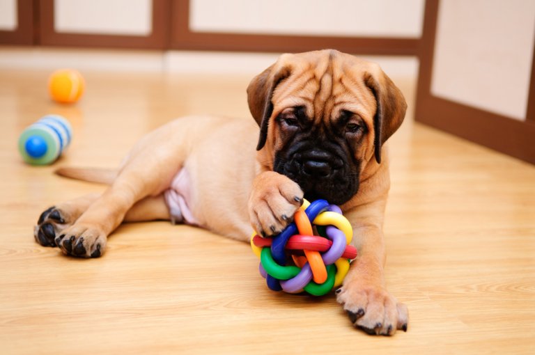 mascota_jugando